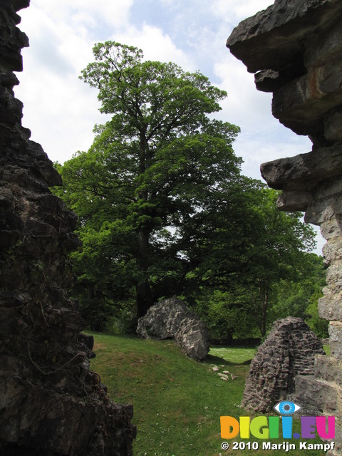 SX14686 Tree in courtyard St Quentin's Castle, Llanblethian, Cowbridge